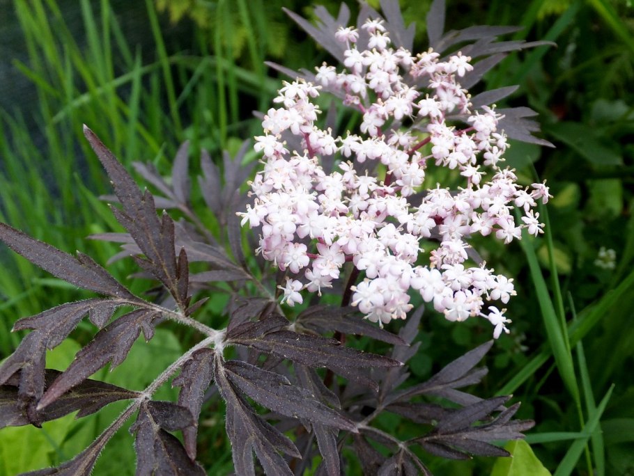 Бузина Dart's Green Lace