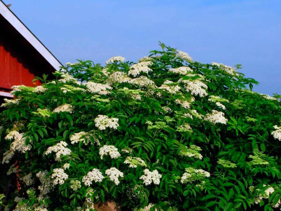 Бузина канадская «Aurea»