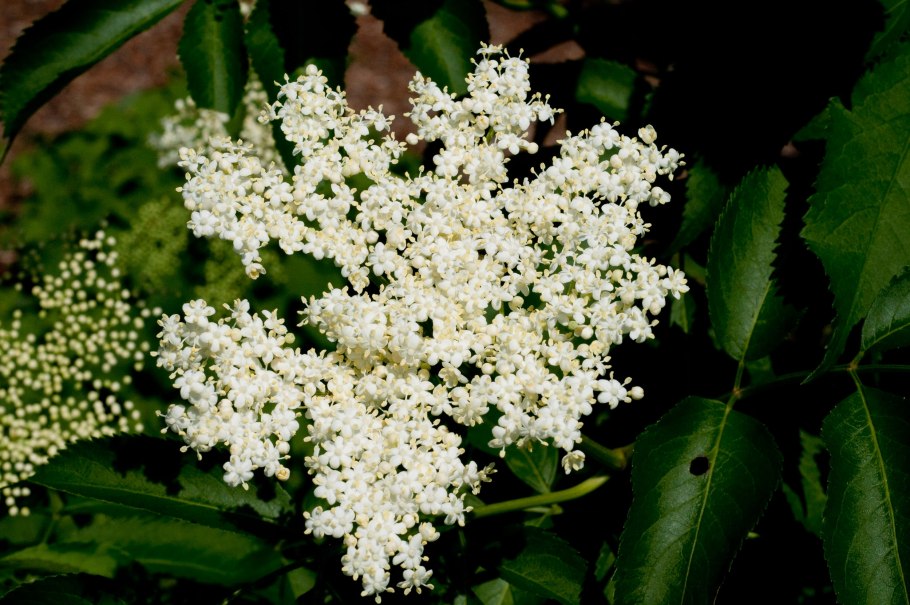 Sambucus nigra l.