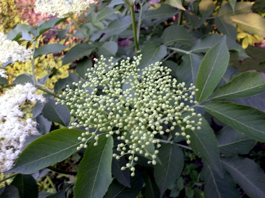 Бузина цветение