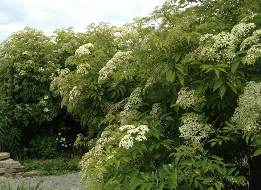 Бузина канадская Ауреа