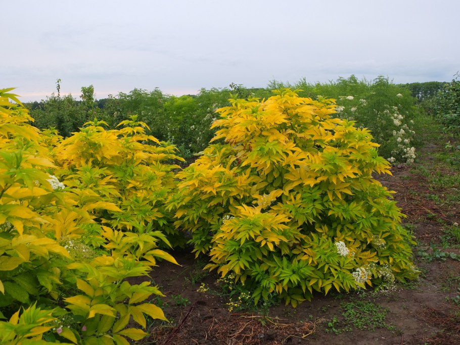 Бузина черная Ауреа