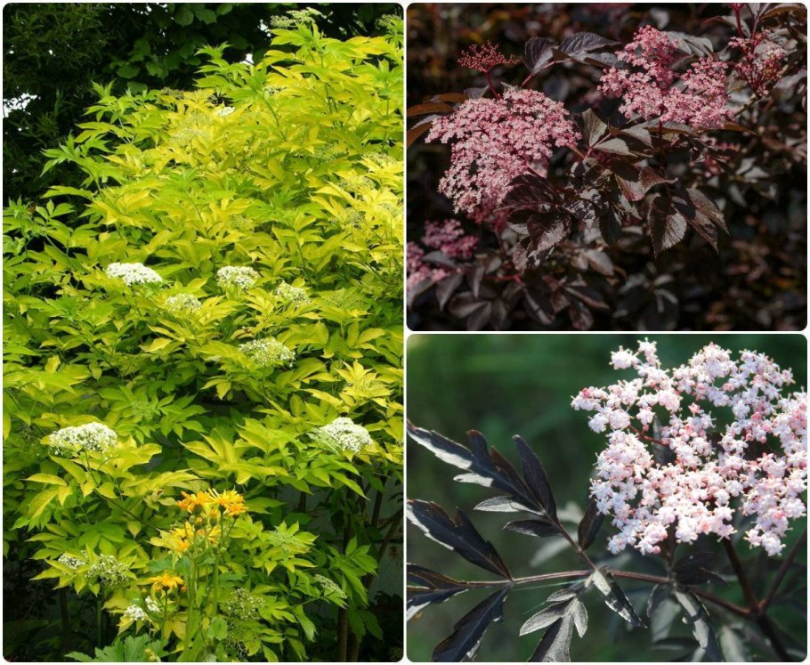 Sambucus nigra Aurea