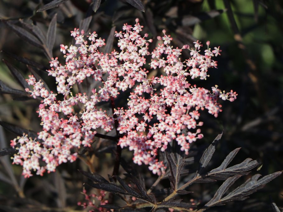 Бузина черная (Sambucus nigra)