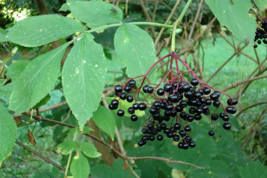 Бузина (черная, травянистая, красная)