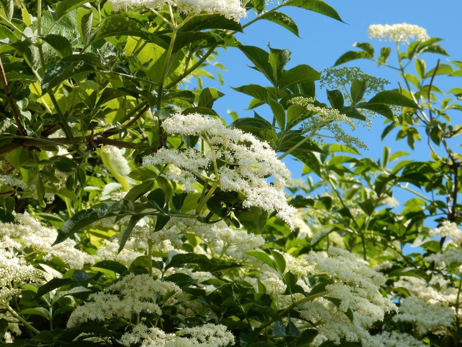 Sambucus турецкий
