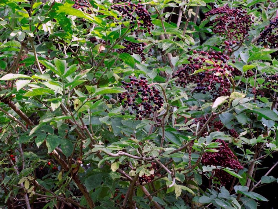 Бузина чёрная съедобная
