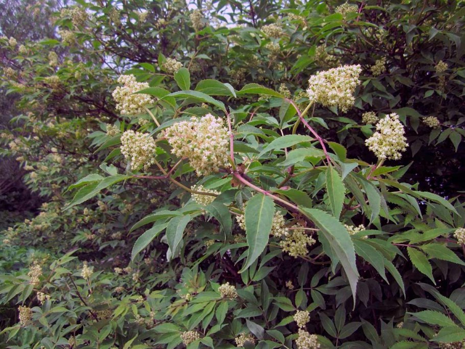 Бузина Aureomarginata