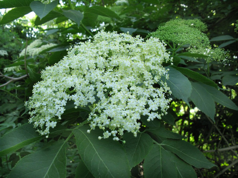 Бузина чёрная лечебные