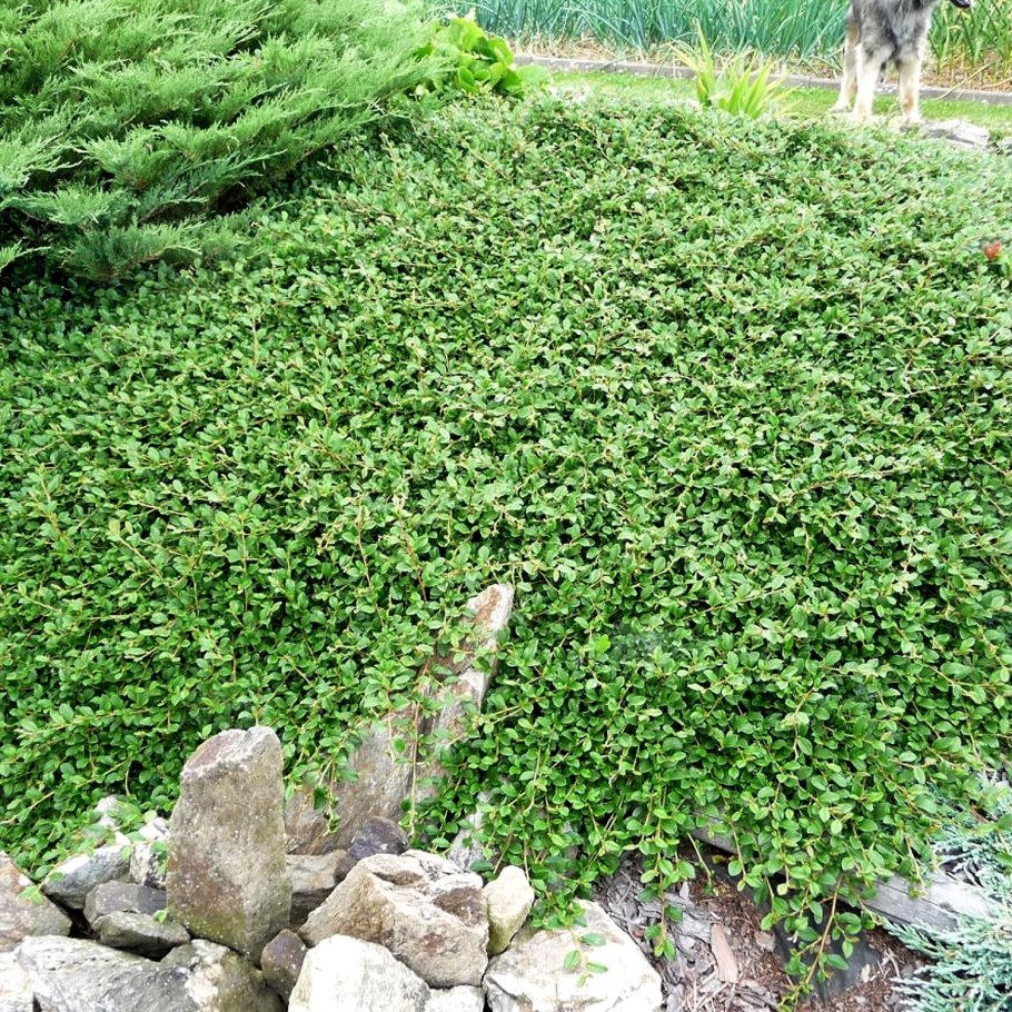 Кизильник Даммера куст