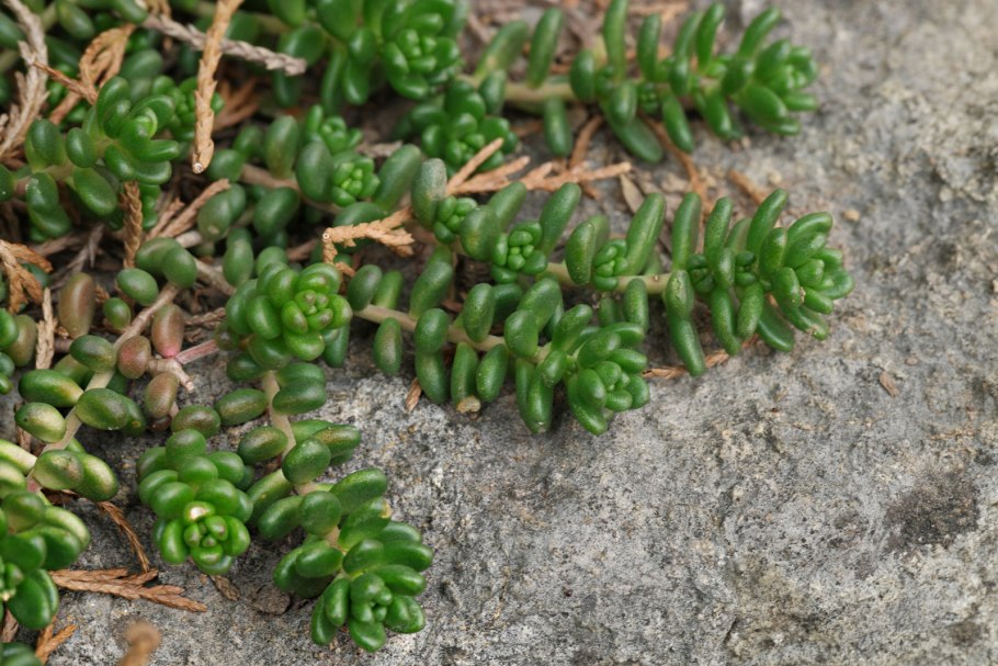 Седум англикум