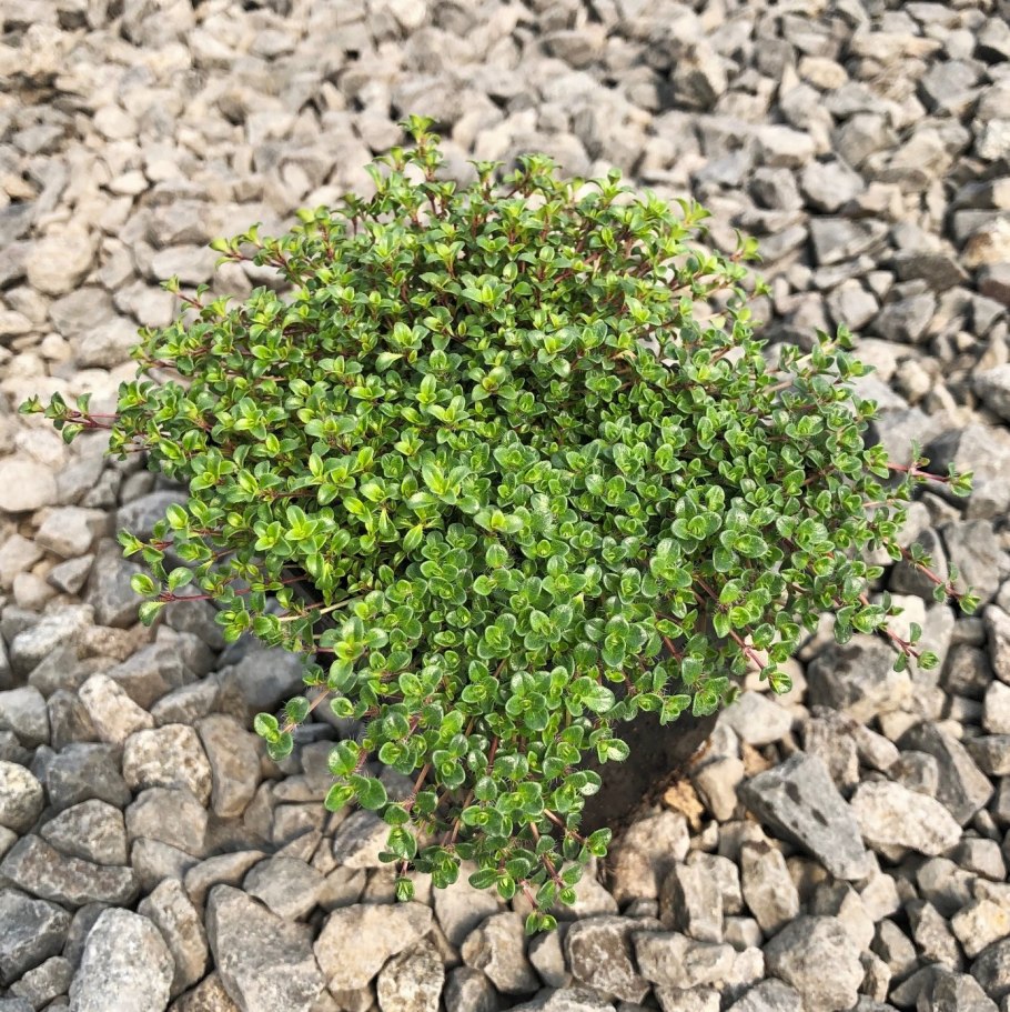 Тимьян почвопокровный