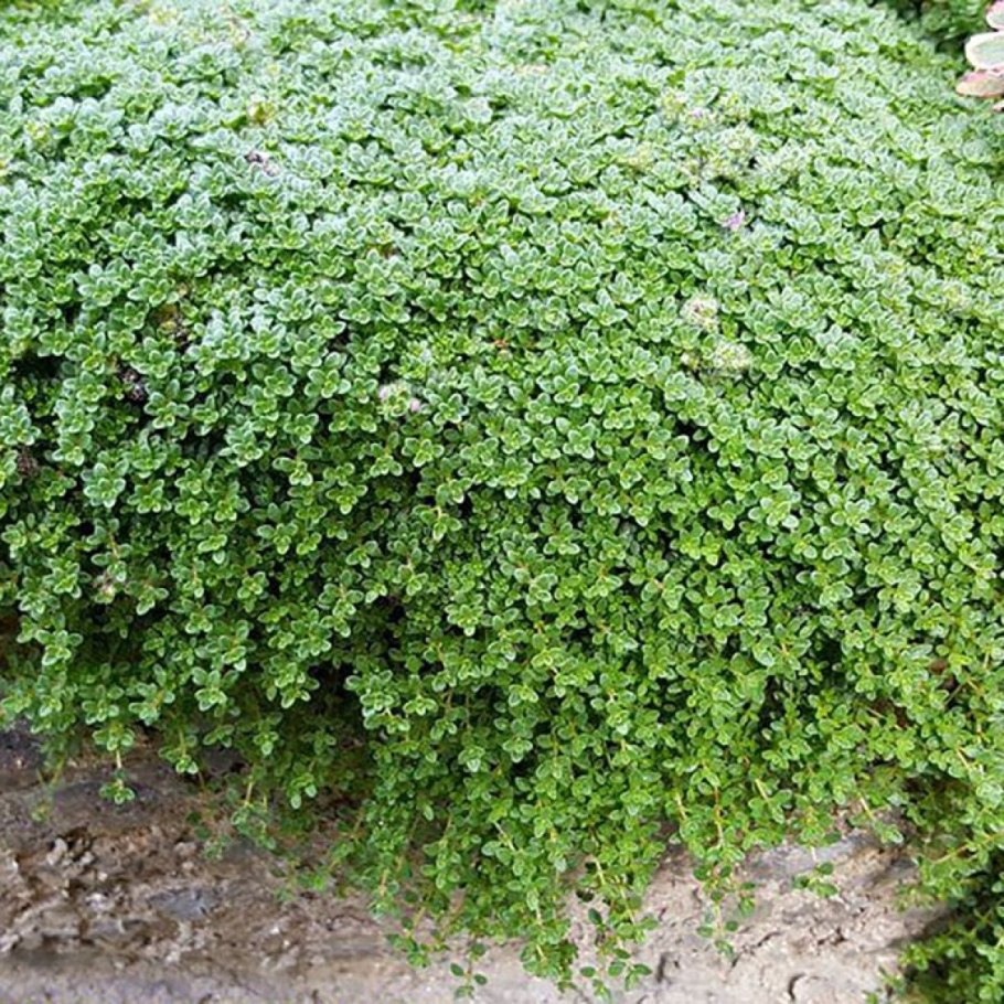 Тимьян ползучий Elfin