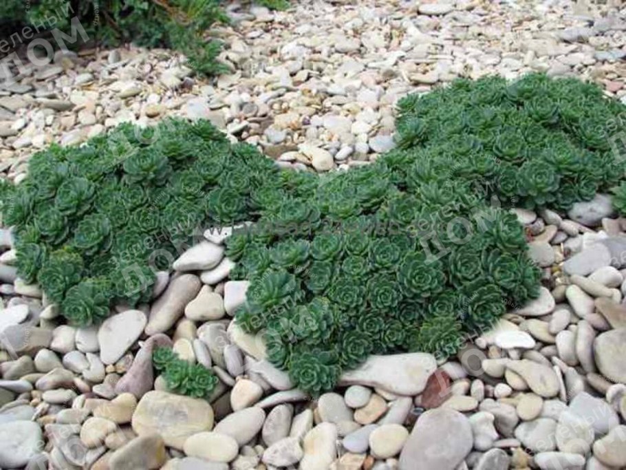 Очиток толстоветвистый Opal