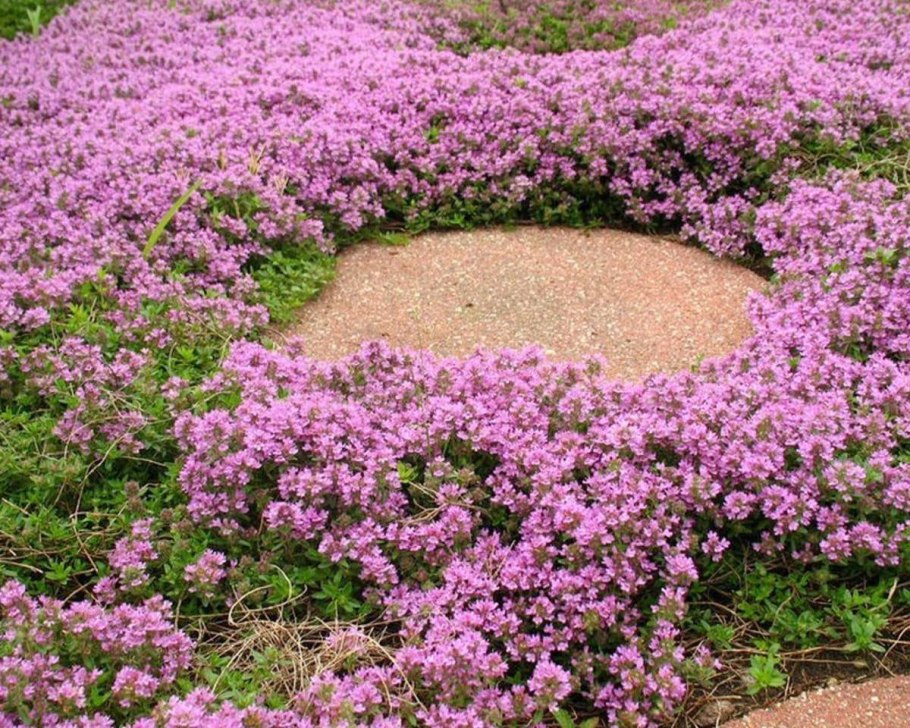 Тимьян Пигмей