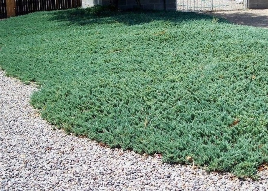 Почвопокровные многолетники можжевельник