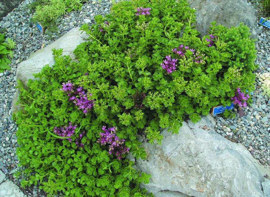 Очиток почвопокровный