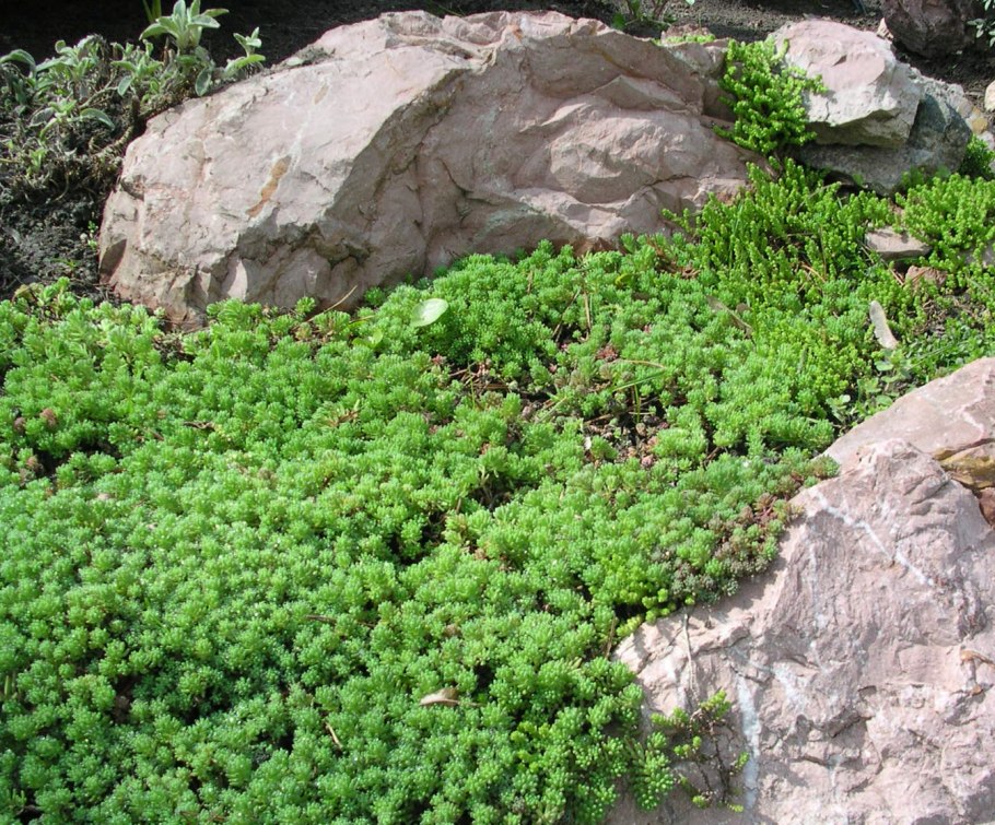 Почвопокровные многолетники Очиток тимьян