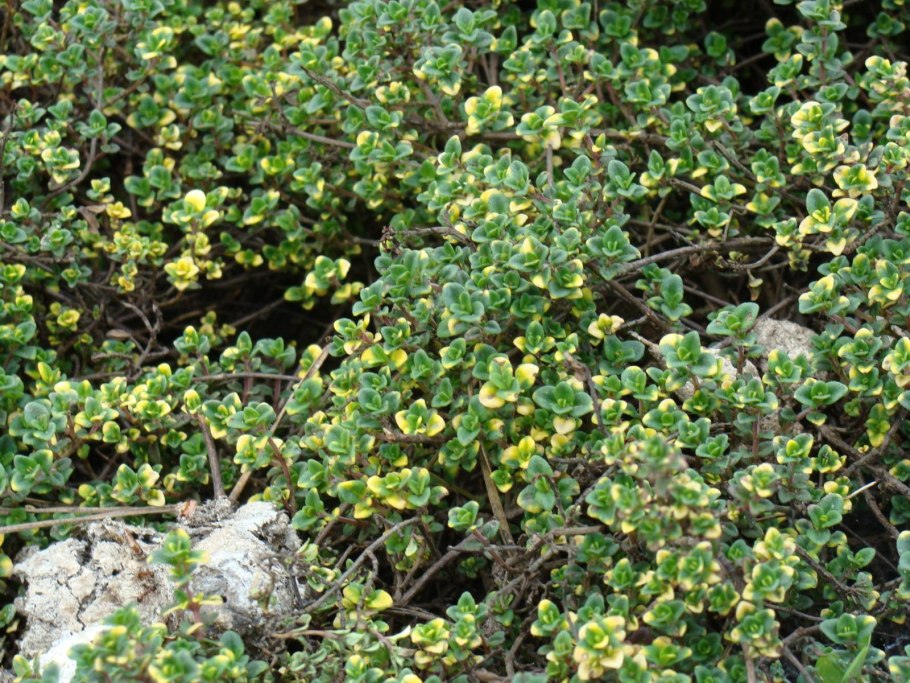 Вечнозеленые почвопокровные ползучие растения