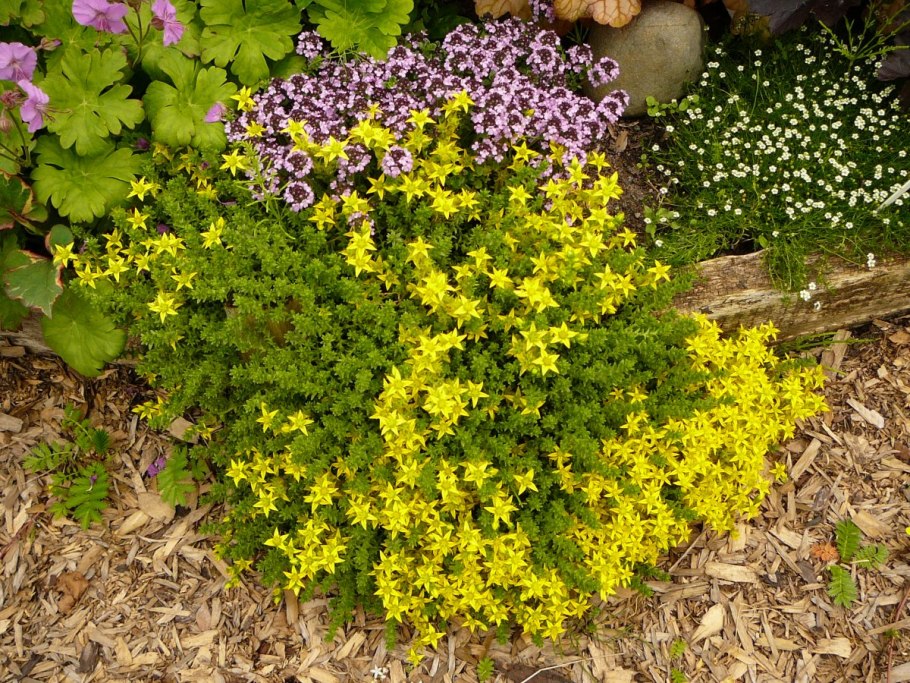 Очиток едкий почвопокровный