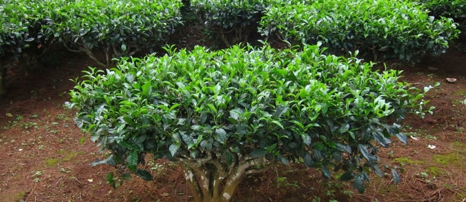 Камелия китайская или чайный куст