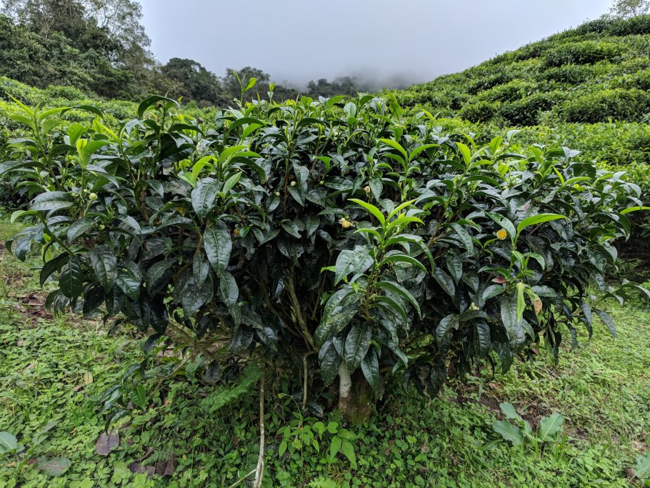 Чайные плантации Камелия Синенсис