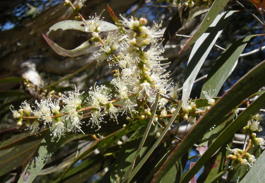 Melaleuca Leucadendron