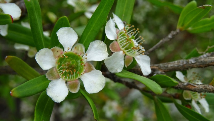 Leptospermum citratum
