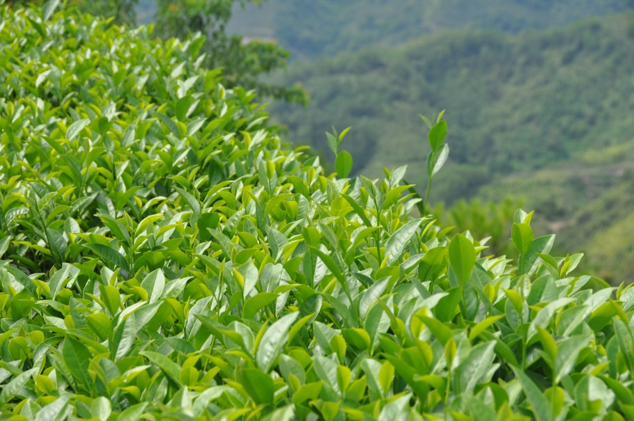 Чайное дерево плантации