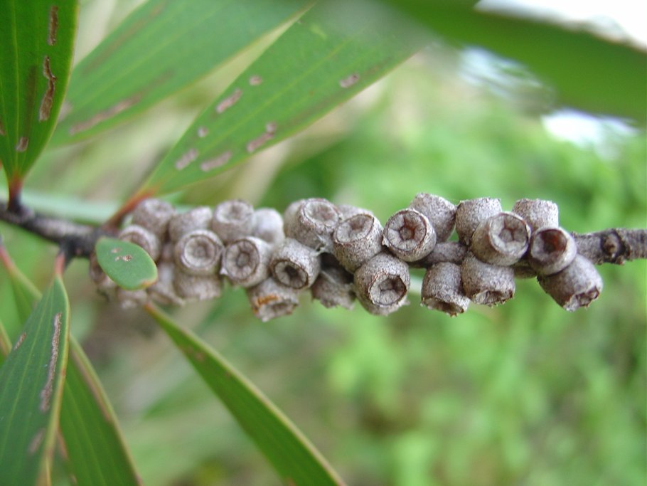 Чайное дерево
