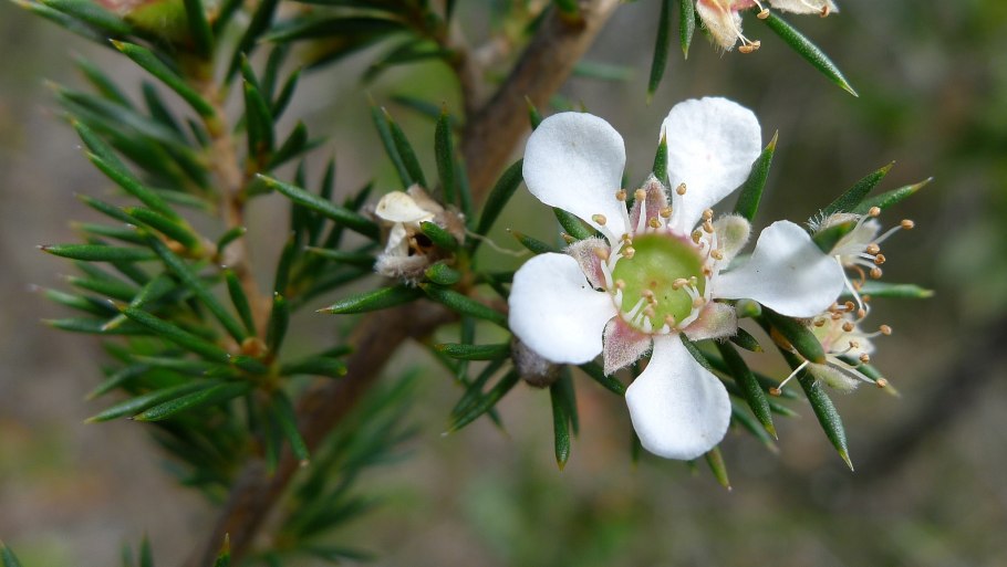 Leptospermum grandiflorum