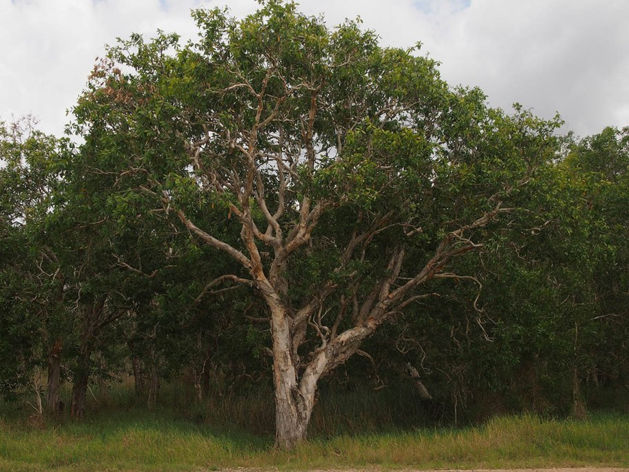 Чайное дерево Melaleuca viridiflora