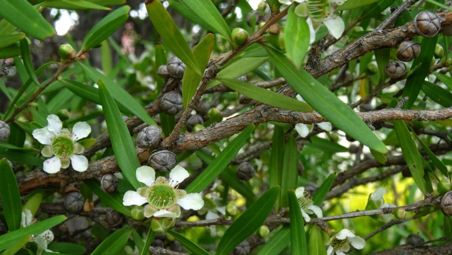 Leptospermum citratum