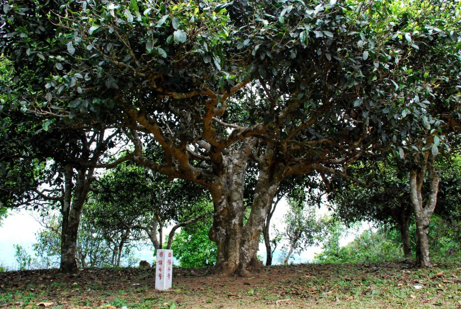 Чайное дерево пуэр