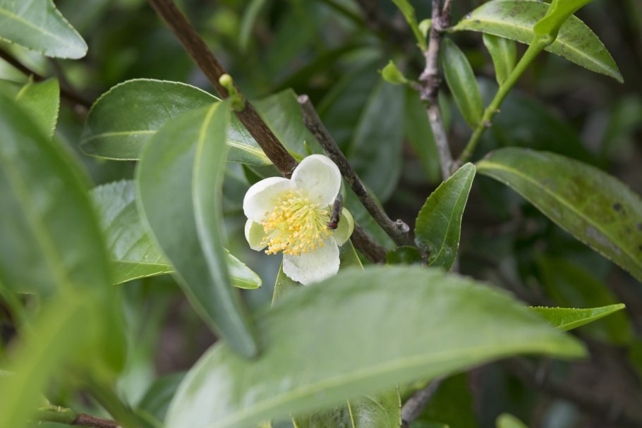 Camellia sinensis var. Assamica