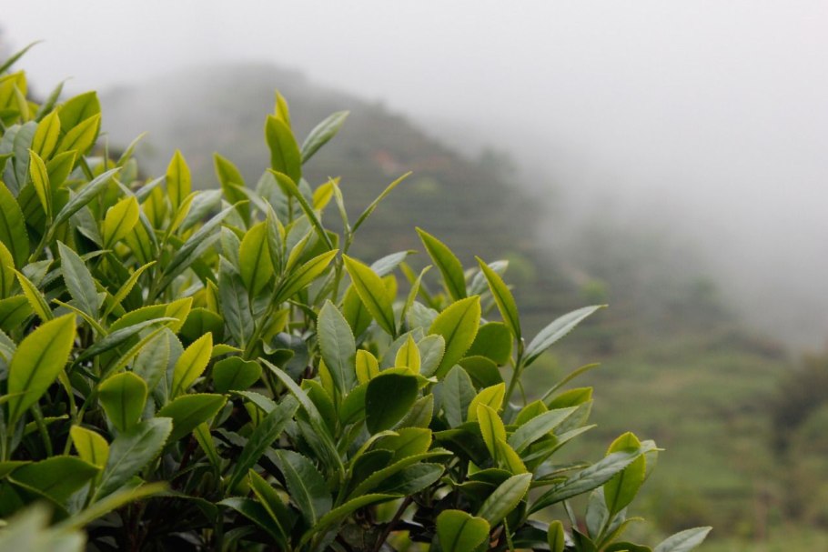 Чайные плантации Камелия Синенсис