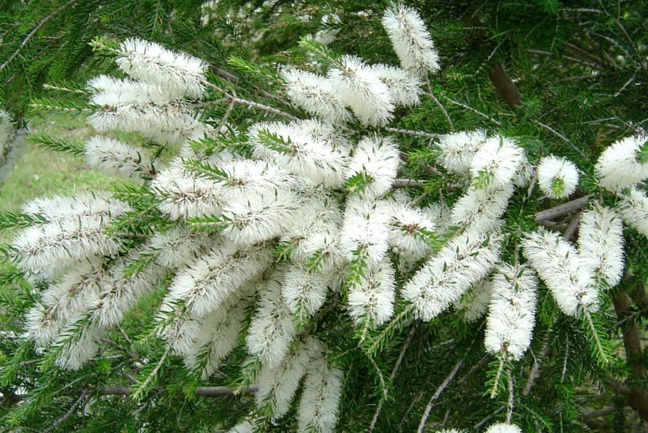 Мелалеука дерево