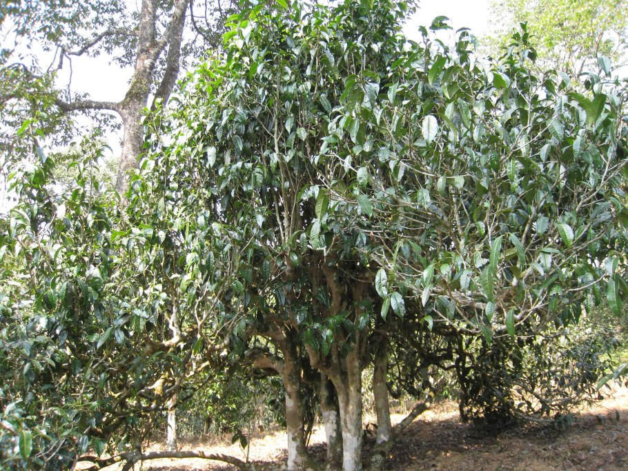 Камелия Ассамика