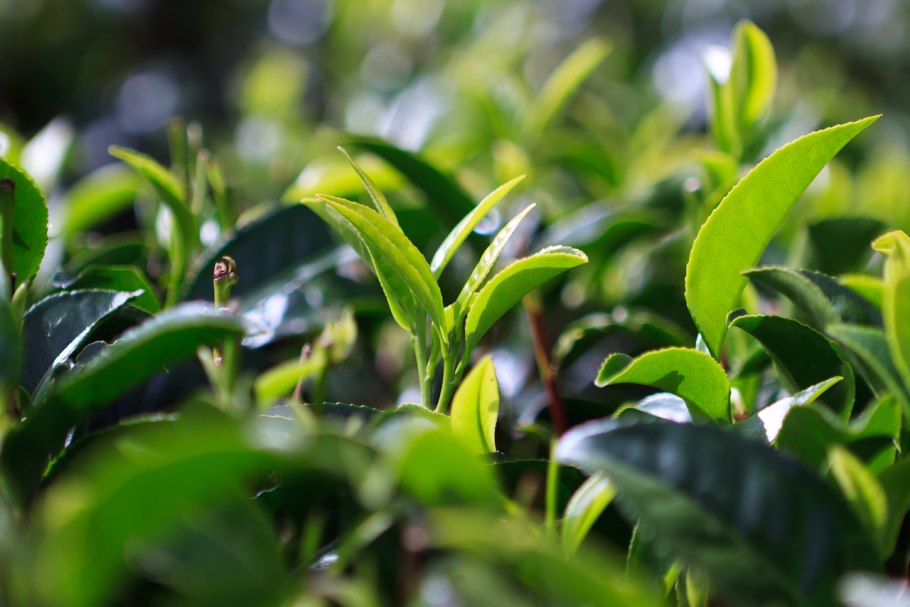 Camellia sinensis Leaf
