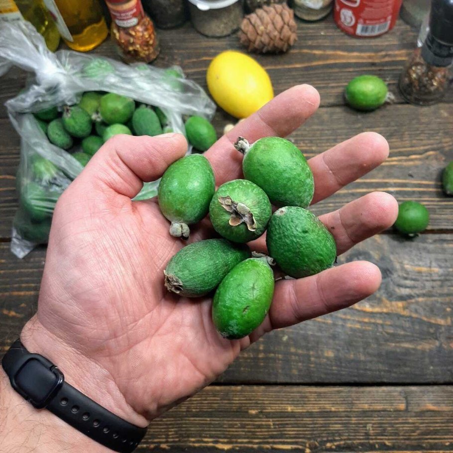 Плод фейхоа