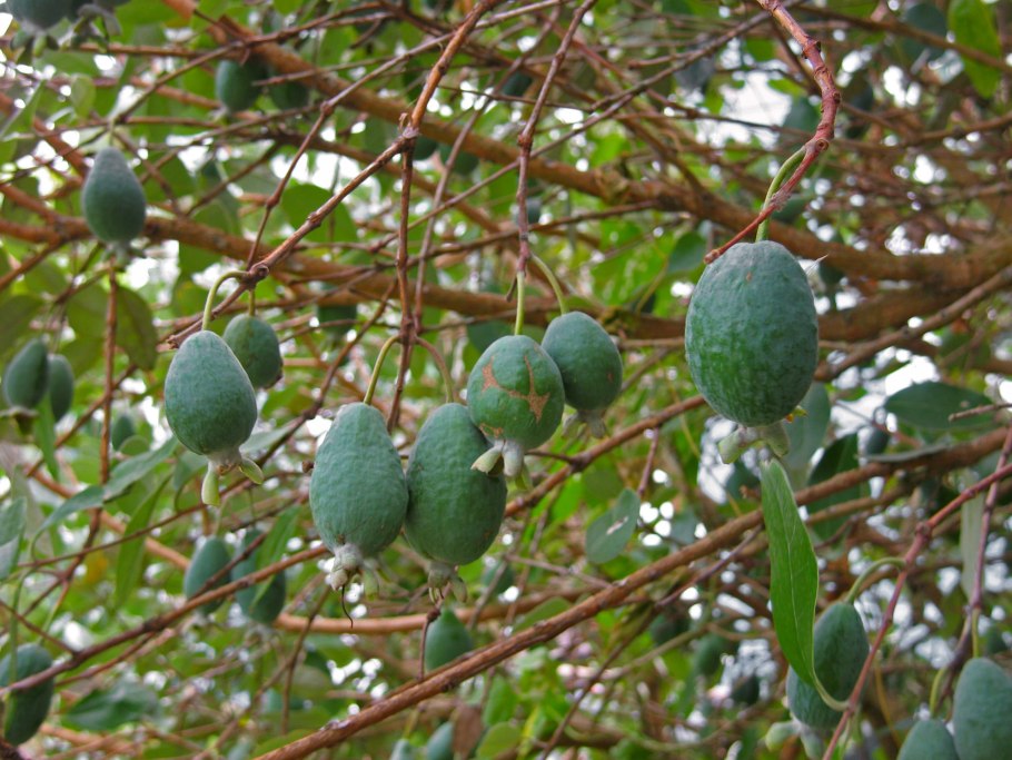 Дерево фейхоа в Абхазии