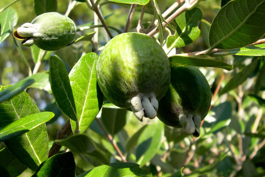 Фейхоа Feijoa sellowiana