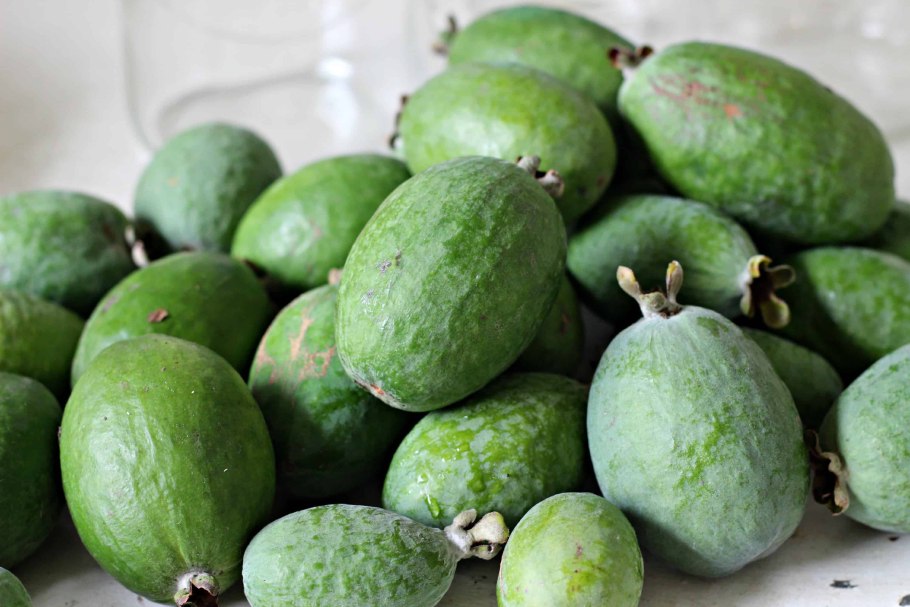 Сорт фейхоа «Кулидж»