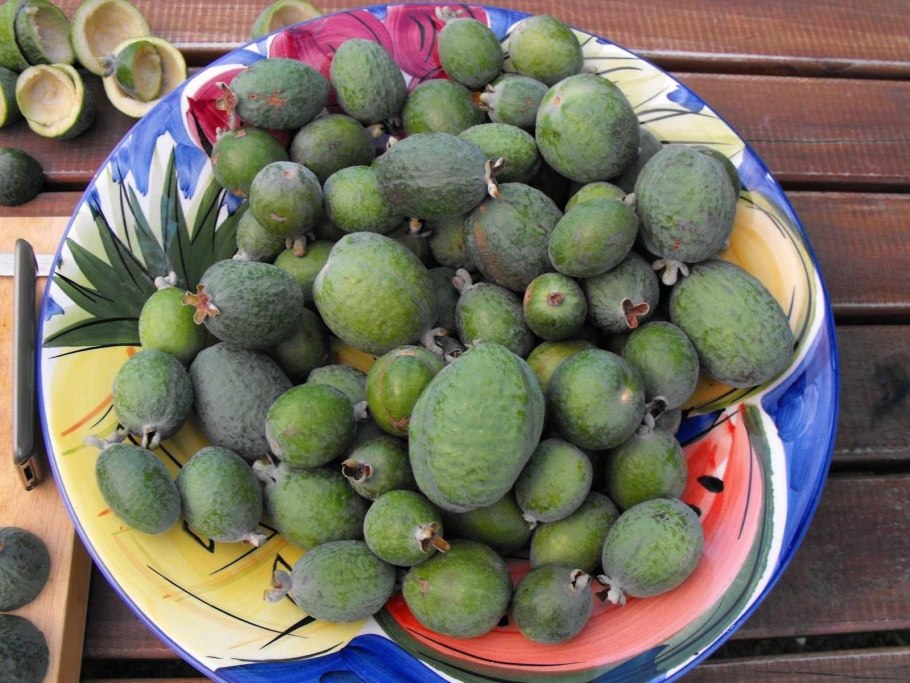 Фейхоа желтая