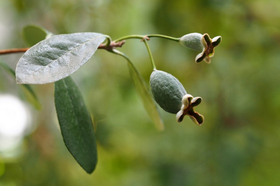 Фейхоа перезрелый