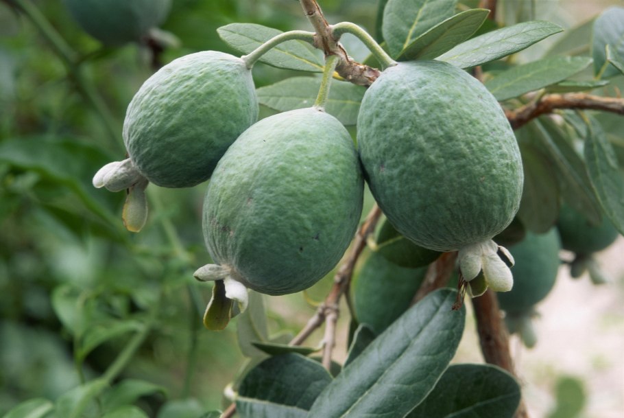 Фейхоа куст