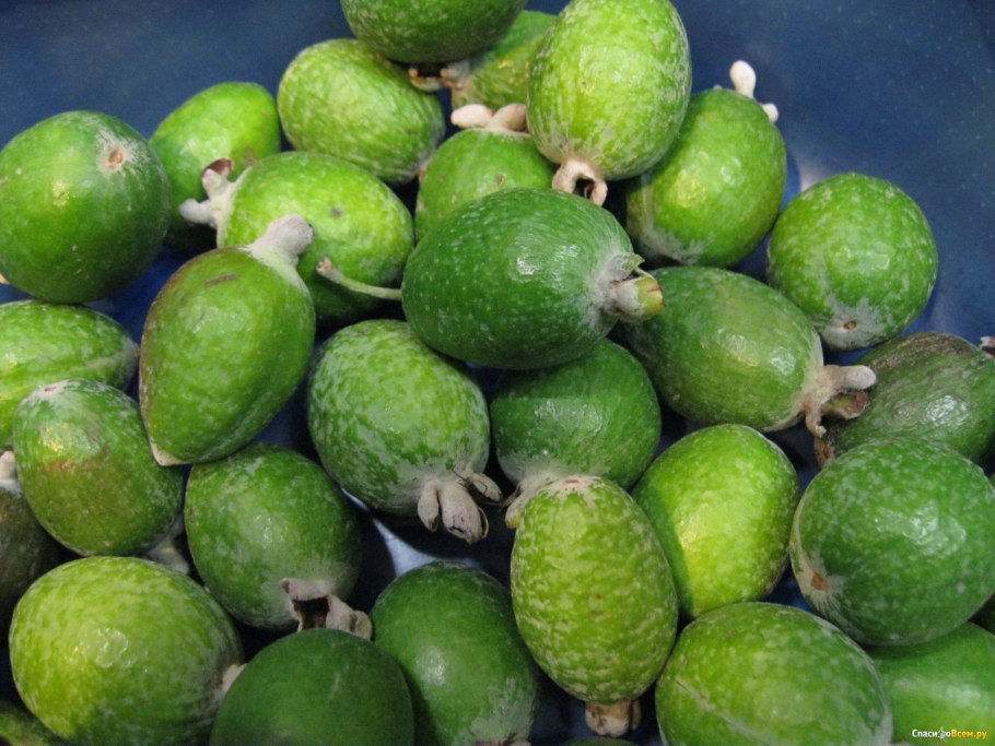 Фейхоа Колумбия