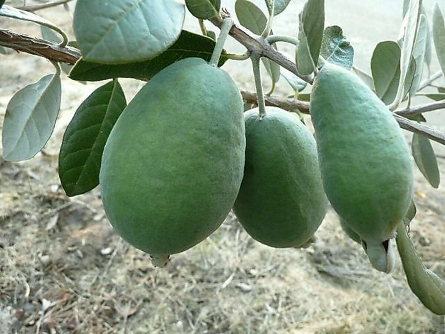 Фейхоа дерево листья