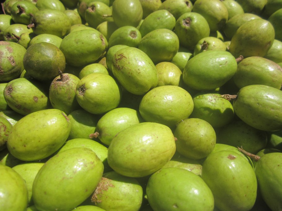 Фейхоа Крымский ранний