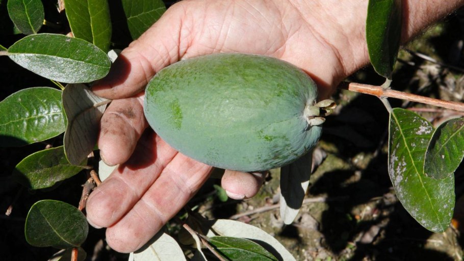 Фрукт Абхазии фейхоа